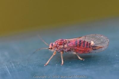 <i>Cacopsylla</i>