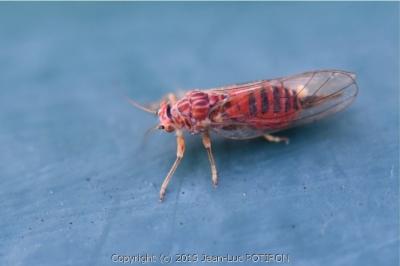<i>Cacopsylla</i>