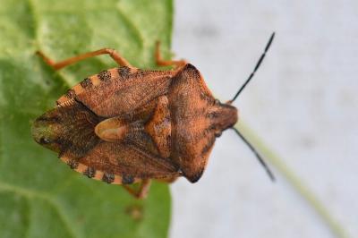 <i>Carpocoris purpureipennis</i>