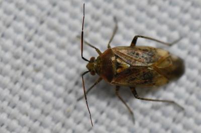 <i>Lygus rugulipennis</i>