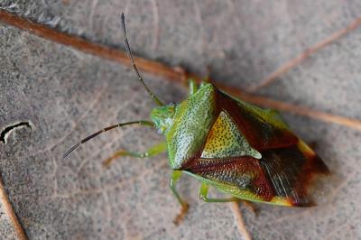 <i>Elasmostethus interstinctus</i>