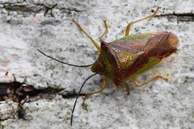 <i>Acanthosoma haemorrhoidale</i>
