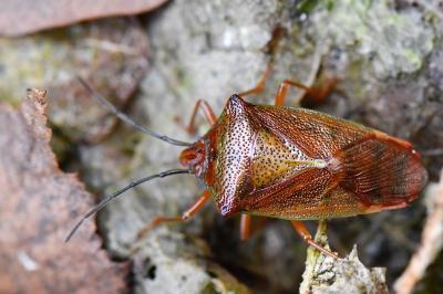 <i>Acanthosoma haemorrhoidale</i>