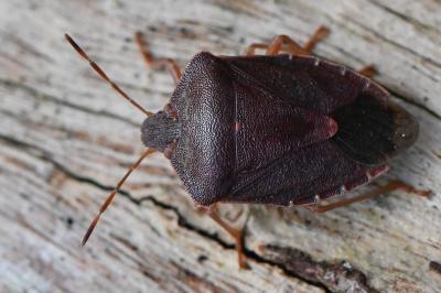<i>Palomena prasina</i>