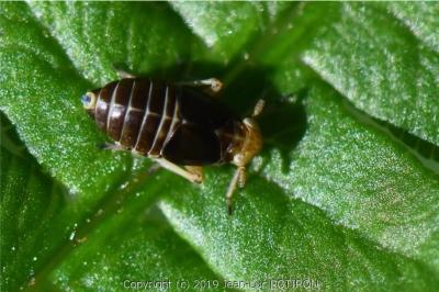 <i>Ditropis pteridis</i>