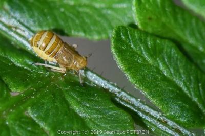 <i>Ditropis pteridis</i>