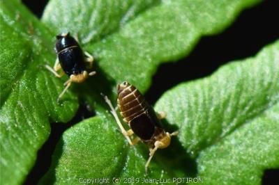 <i>Ditropis pteridis</i>