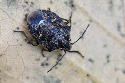 <i>Holcogaster fibulata</i>