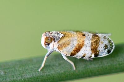 <i>Tachycixius venustulus</i>