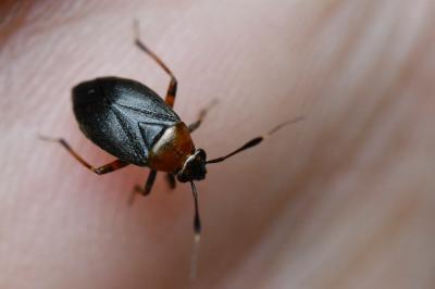 <i>Capsus ater</i>