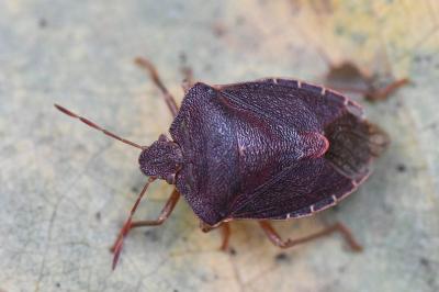 <i>Palomena prasina</i>