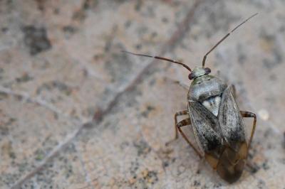 Lygus rugulipennis