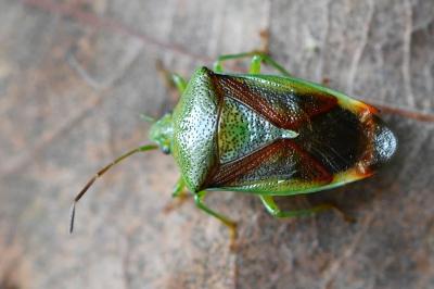 <i>Elasmostethus interstinctus</i>