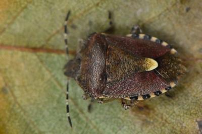 <i>Dolycoris baccarum</i>