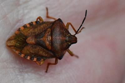 <i>Carpocoris purpureipennis</i>