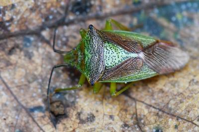 <i>Acanthosoma haemorrhoidale</i>