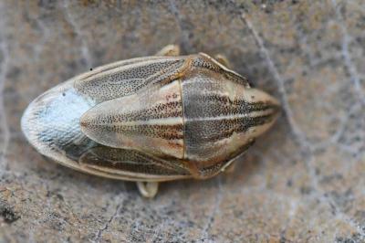 <i>Aelia acuminata</i>