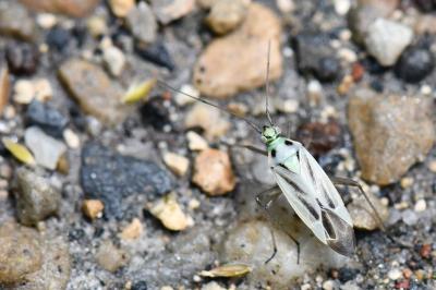 <i>Stenotus binotatus</i>