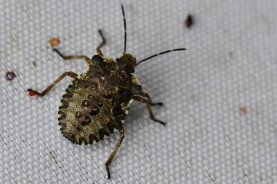 <i>Pentatoma rufipes</i>