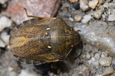 <i>Eurygaster testudinaria</i>