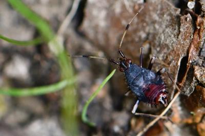 <i>Deraeocoris ruber</i>