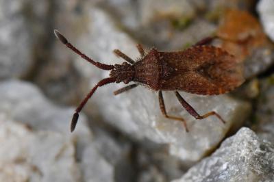 <i>Coriomeris denticulatus</i>