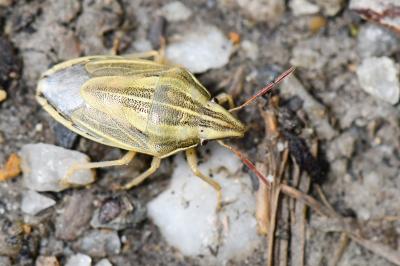 Aelia acuminata