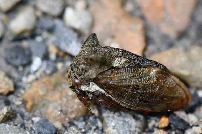 <i>Centrotus cornutus</i>
