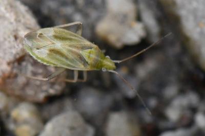 <i>Amblytylus nasutus</i>