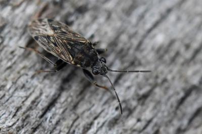 <i>Peritrechus gracilicornis</i>