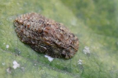 <i>Ledra aurita</i>
