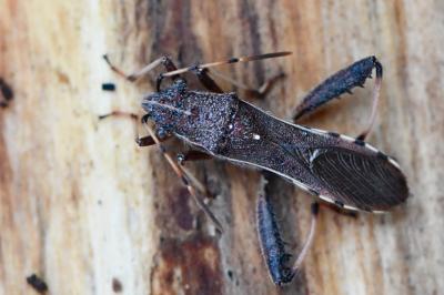 <i>Camptopus lateralis</i>