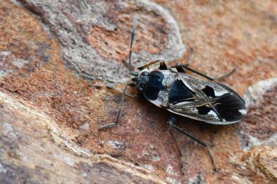 <i>Rhyparochromus vulgaris</i>