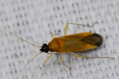 <i>Phylus melanocephalus</i>