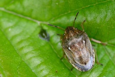 <i>Neottiglossa leporina</i>