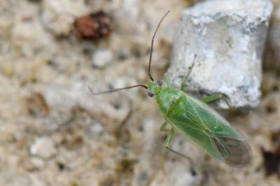 <i>Orthotylus marginalis</i>