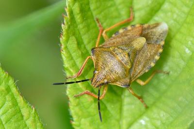 Carpocoris purpureipennis