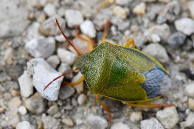 <i>Piezodorus lituratus</i>