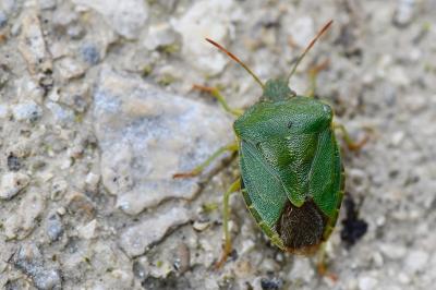 <i>Palomena prasina</i>