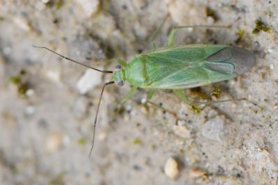 <i>Orthotylus</i>