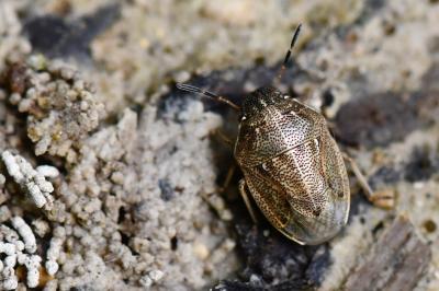 <i>Neottiglossa pusilla</i>