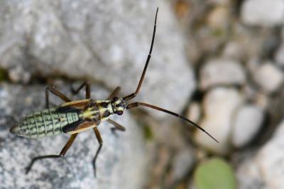 <i>Leptopterna dolabrata</i>