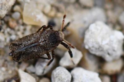 Asiraca clavicornis