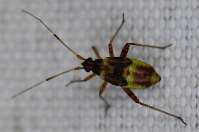 <i>Closterotomus fulvomaculatus</i>