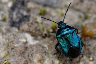 <i>Zicrona caerulea</i>