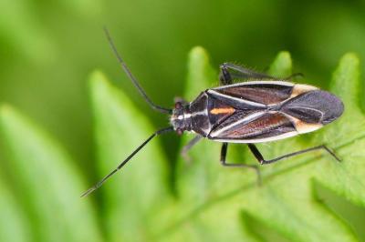 <i>Horistus orientalis</i>