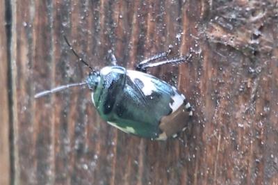 <i>Tritomegas bicolor</i>