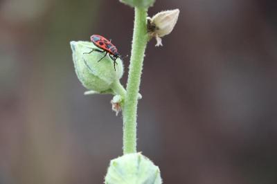 <i>Pyrrhocoris apterus</i>