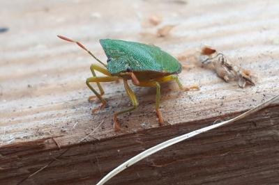 <i>Palomena prasina</i>