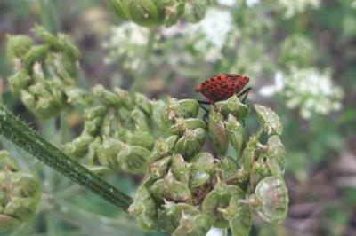 <i>Graphosoma italicum</i>
